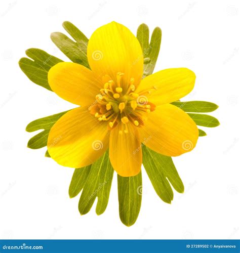 Wild winter aconite stock photo. Image of germany, eranthis - 27289502