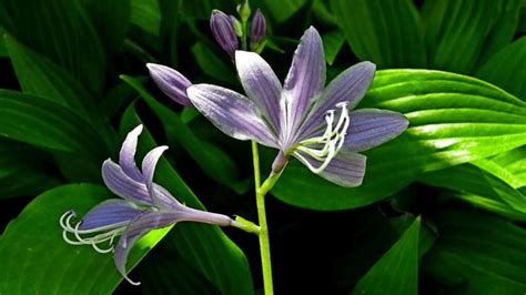 Best Companion Plants For Hostas Plus Types To Avoid