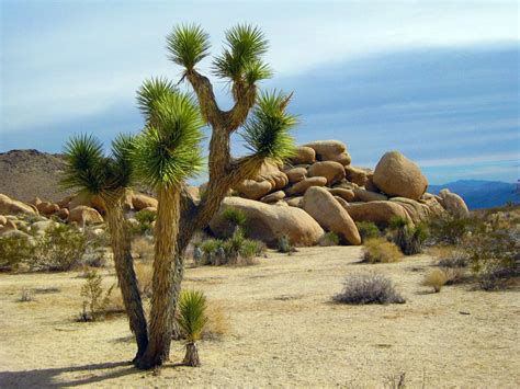 Conservationists seek protection of California Joshua trees | Valley News