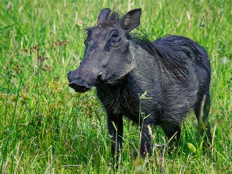 Warthog South African Safari Travelchannel Africa Vacation