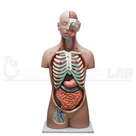 Modelo De Torso Humano Meio Torso Aberto Hermafrodita Modelos De