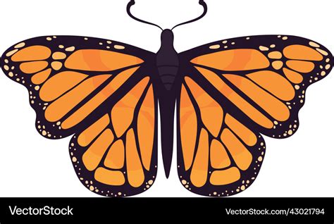 Monarch Butterfly Bug Royalty Free Vector Image