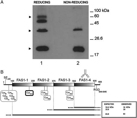 Western Blot Of Total Human Skeletal Muscle Extracts A Anti Fas