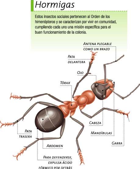 Las Hormigas Icarito