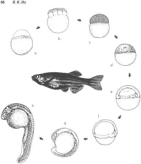 Zebrafish Embryo Drawing