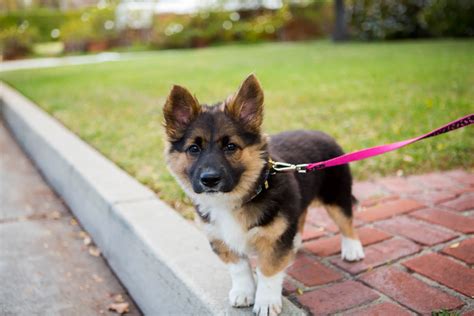 German Shepherd Chihuahua Mix [2024] Hybrid Cross Breed Dog Puppy