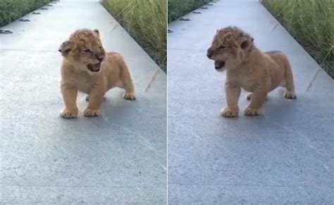 The Almost-Lion King: Cub Trying to Roar is the Cutest Ever