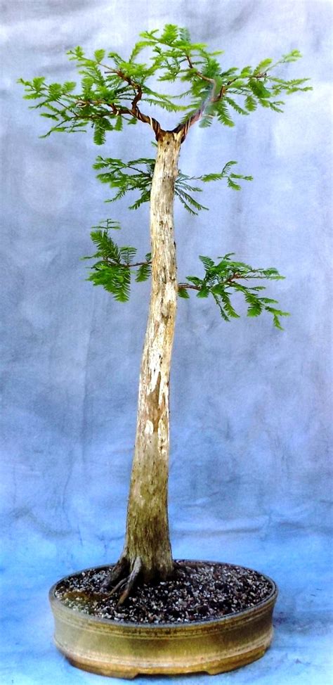 Bald Cypress Bonsai for Sale | Bonsai South