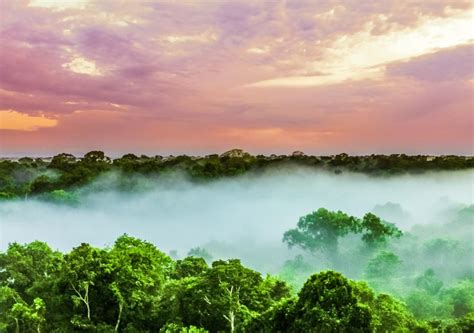 Scientists Reach Tallest Tree In Amazon After Three Years Of Attempts