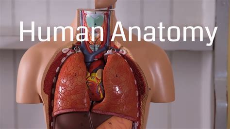 Basic Human Anatomy For Beginners Go It