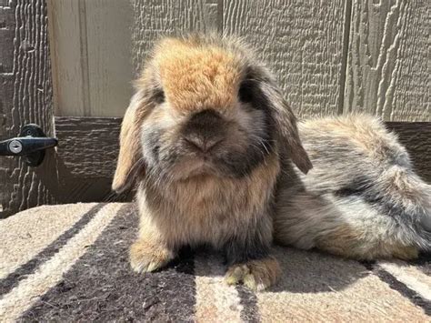 3 Male Holland Lop Bunnies For Sale Near Cedar City Utah United