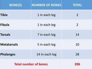 Anatomy And Physiology Of Human Body Rtf Pdf