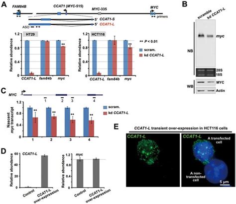 Ccat L Regulates Myc Expression In Cis A Knockdown Of Ccat L Led