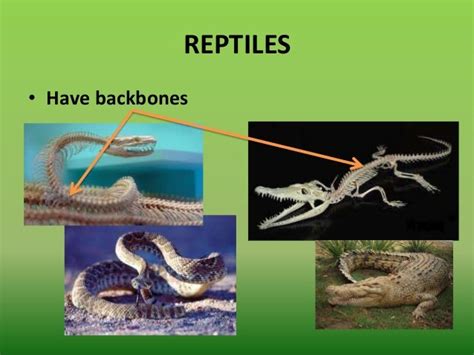 Classifying vertebrates (amphibians and reptiles)