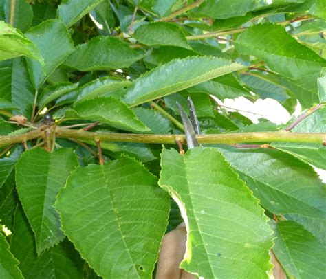 Daniel's Pacific NW Garden: Pruning Sweet Cherries for Backyard Orchard ...