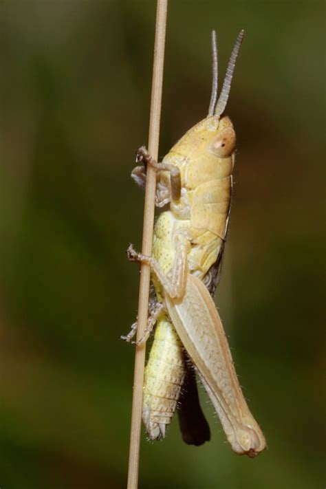 Orthoptera Grasshoppers Locusts And Crickets Roeselien Raimond