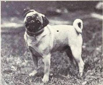 Early 20th century Pugs, 2. Photos – Pug Dog Passion