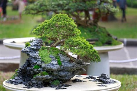 Amelanchier Bonsai Tree Care Guide (Amelanchier canadensis) - Bonsai Tree Gardener