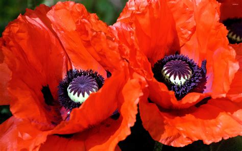 🔥 [170+] Wallpapers with Poppies | WallpaperSafari