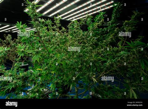 Primer Plano De Una Planta De Cannabis Con Un Brote Plantas De