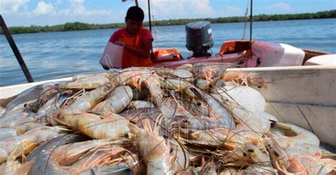 Hoy Tamaulipas Anuncian Levantamiento De Veda Del Camaron En El Golfo