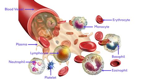 Fisiolog A De La Sangre Bodytech