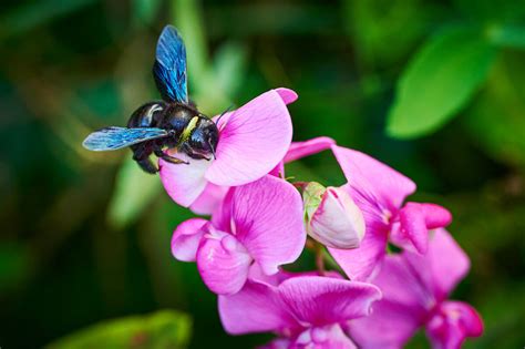 Abeille bleue tout savoir sur l abeille charpentière