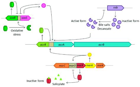 Schematic Representation Of The Regulation Of The Expression Of The E