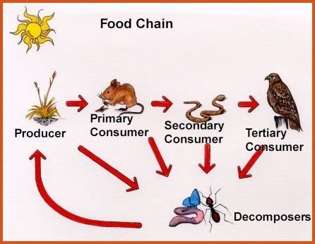 Consumers Decomposers And Producers