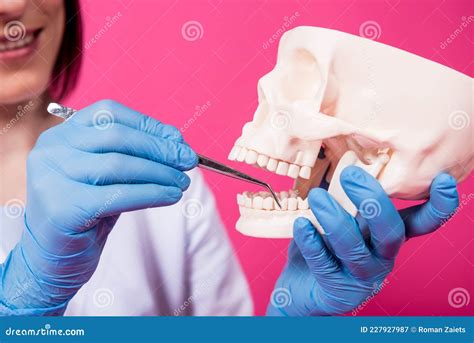 Woman Dentist Examines The Oral Cavity Of The Artificial Skull With