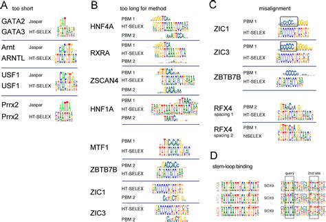 DNA Binding Specificities Of Human Transcription Factors Cell