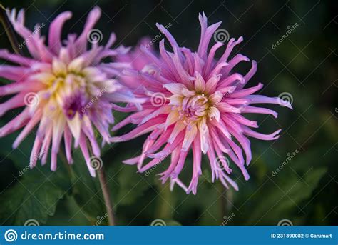 Elegant And Pretty Pink Dahlias At Garden In The Morning Stock Photo