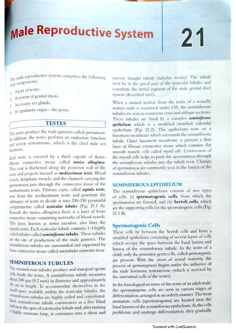 Solution Male Reproductive System Histology Studypool