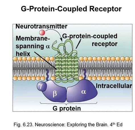 Metabotropic Receptors Flashcards Quizlet