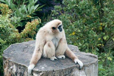Lar Gibbon Stock Photo Image Of Arms Thai Gibbon Thailand 17444140