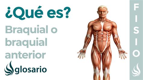 Músculo Braquial Anterior Qué Es Ubicación Origen Inserción Inervación Función Y Lesiones