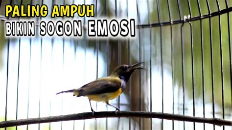 SOGOK ONTONG NGRIWIK AMPUH MEMANCING BUNYI SOGON BAHANdijamin