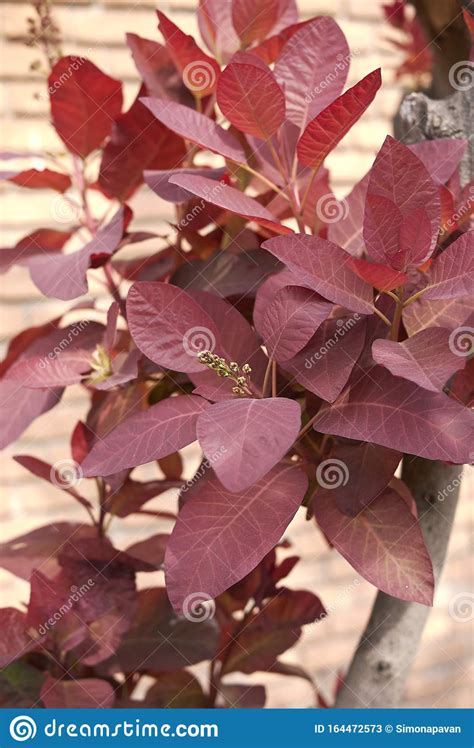 Cotinus Coggygria Shrub Stock Image Image Of Gardening 164472573