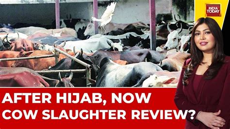 Live Pm Prime With Nabila Jamal After Hijab Now Cow Slaughter