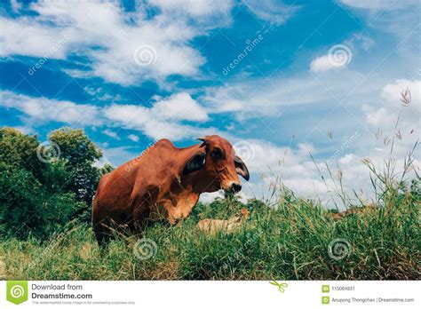 Herd Of Cows Grazing At Summer Green Field Stock Image Image Of