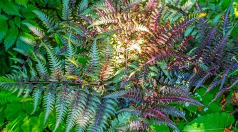 How to Plant, Grow, and Care For Japanese Painted Ferns