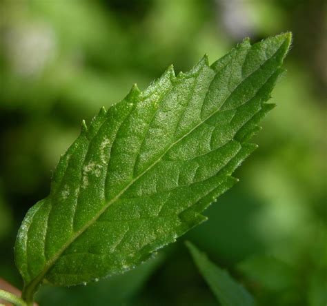 Mentha X Dalmatica Tausch Guida Alla Flora Del Friuli Venezia Giulia