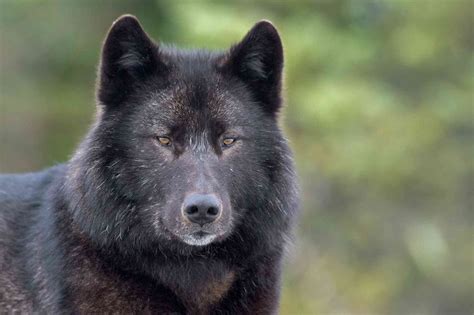 The Path Forward For Alaskas Alexander Archipelago Wolves Defenders