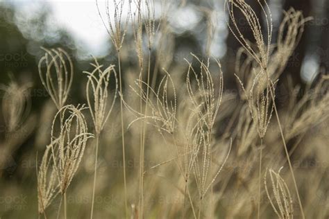 Image of Group of rhodes grass seed heads - Austockphoto