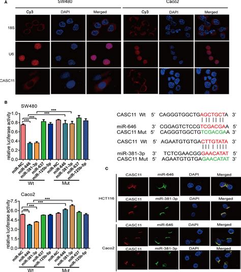 Frontiers The LncRNA CASC11 Promotes Colorectal Cancer Cell