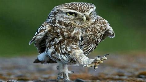 Funny Owls And Cute Owls Best Owl Videos Compilation Pet Birds Owl