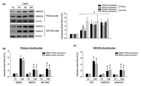 HDAC3 4 Mediates Leptin Induced BMP 2 Upregulation In Human