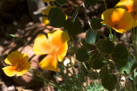 Free Images Nature Blossom Sunlight Leaf Flower Petal Botany