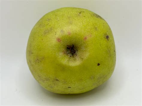 Orange Winter Apple Trees — Roots To Fruits Nursery