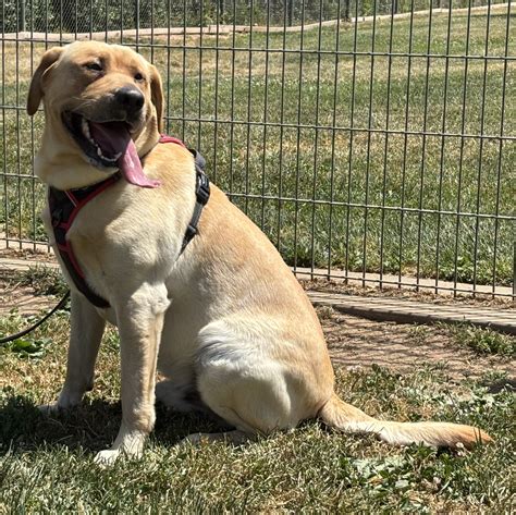 Labs Available from GGLRR Lab Rescue - or in the process of being adopted